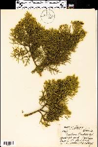 Juniperus pinchotii image