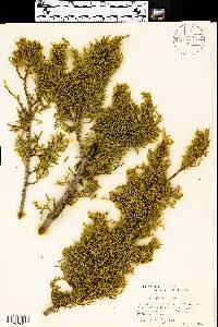 Juniperus pinchotii image