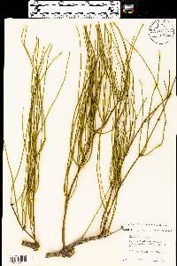 Ephedra aspera image