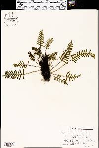 Pleopeltis polypodioides image