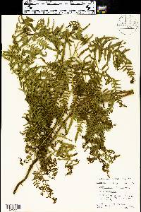 Pteridium aquilinum subsp. pseudocaudatum image