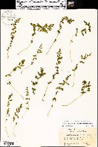 Woodsia obtusa subsp. occidentalis image