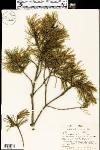 Pinus remota image