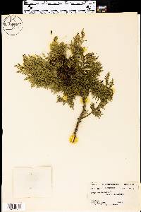 Thuja occidentalis image