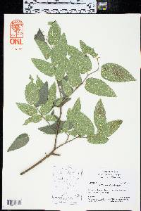 Celtis reticulata image