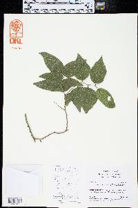 Celtis reticulata image