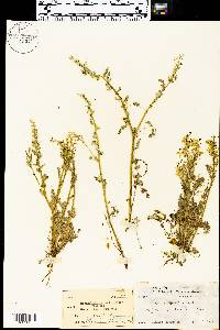 Corydalis crystallina image