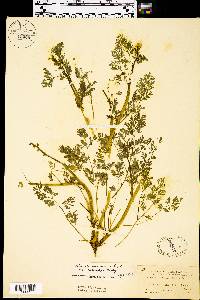 Corydalis curvisiliqua subsp. curvisiliqua image