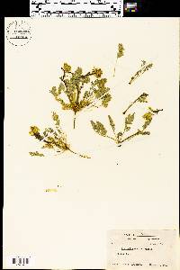 Corydalis aurea image