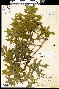 Quercus buckleyi image