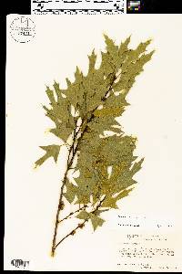 Quercus gravesii image