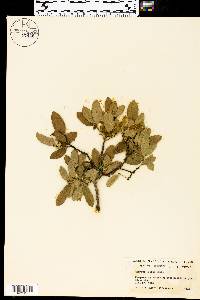 Quercus grisea image