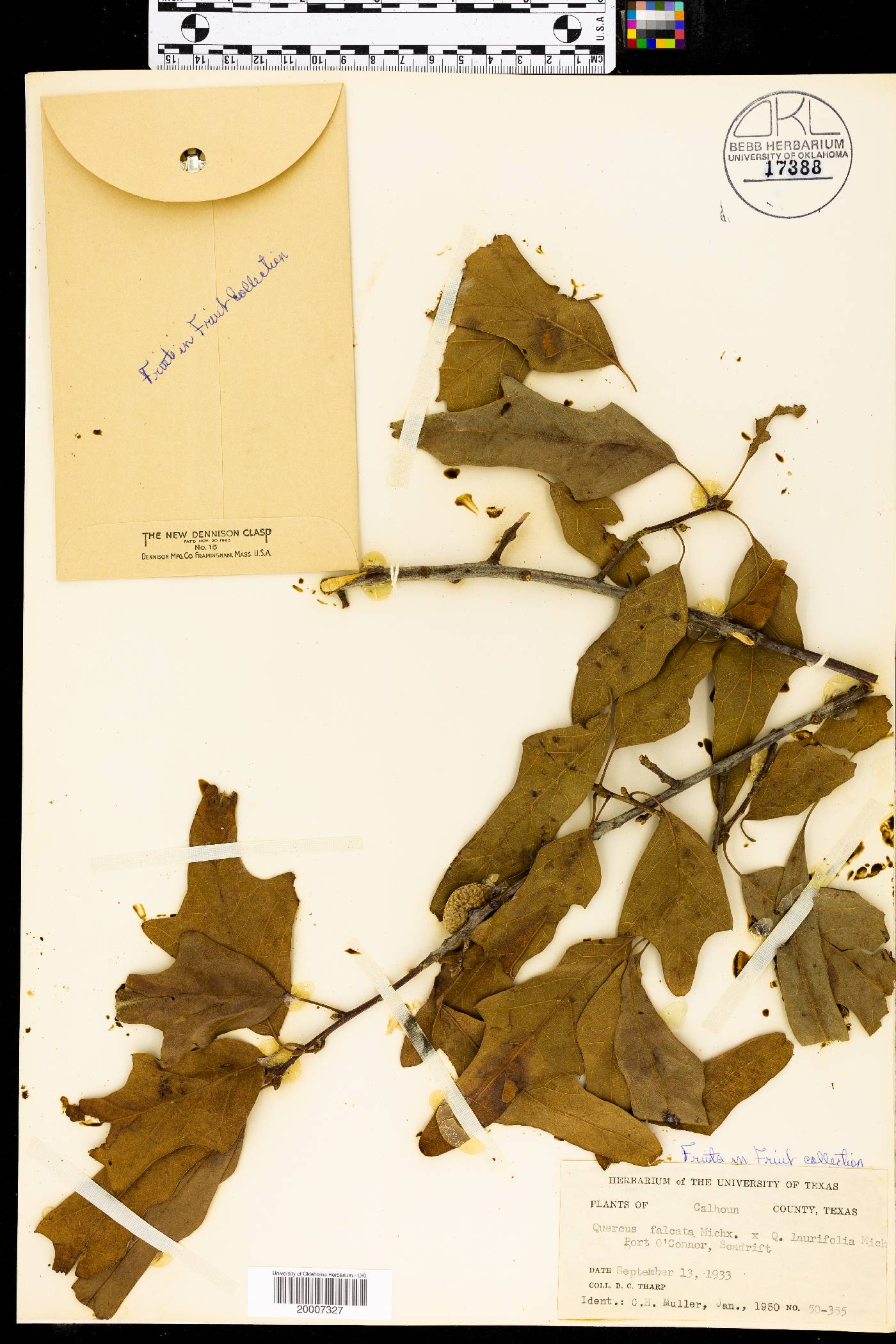 Quercus x beaumontiana image