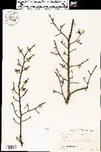 Ulmus alata image