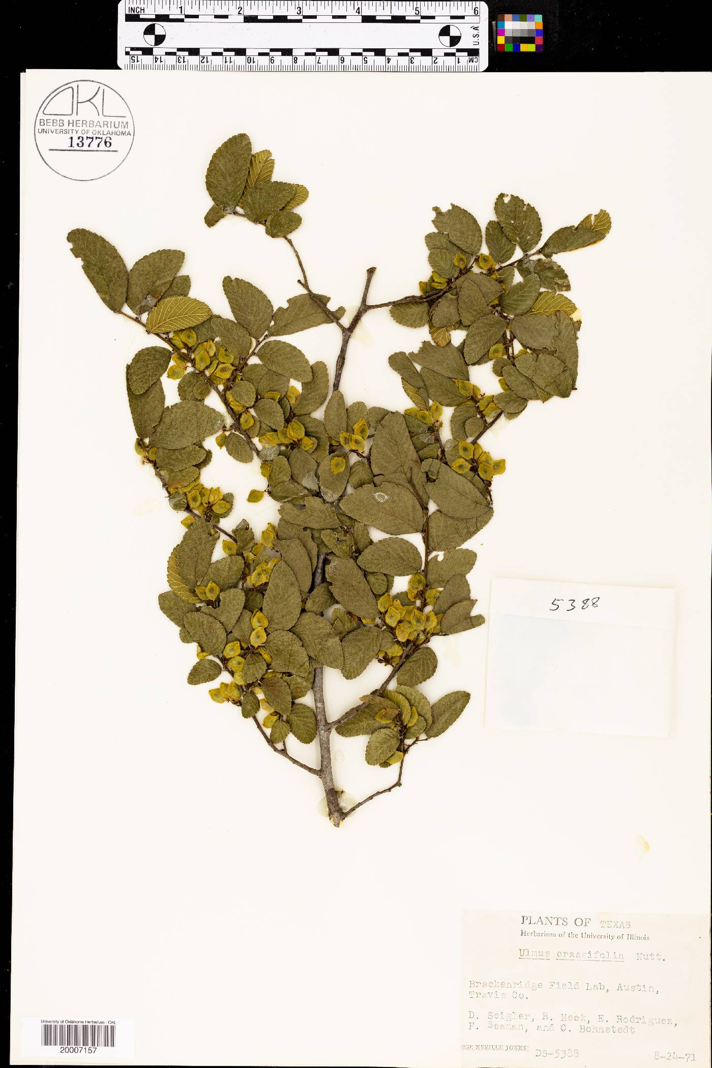 Ulmus crassifolia image