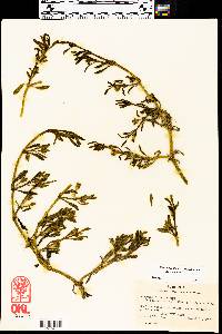 Sesuvium portulacastrum image