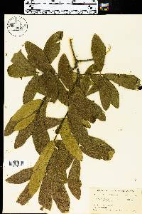 Quercus phellos image