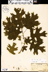 Quercus shumardii image