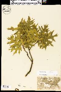 Quercus buckleyi image