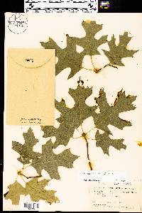 Quercus shumardii image