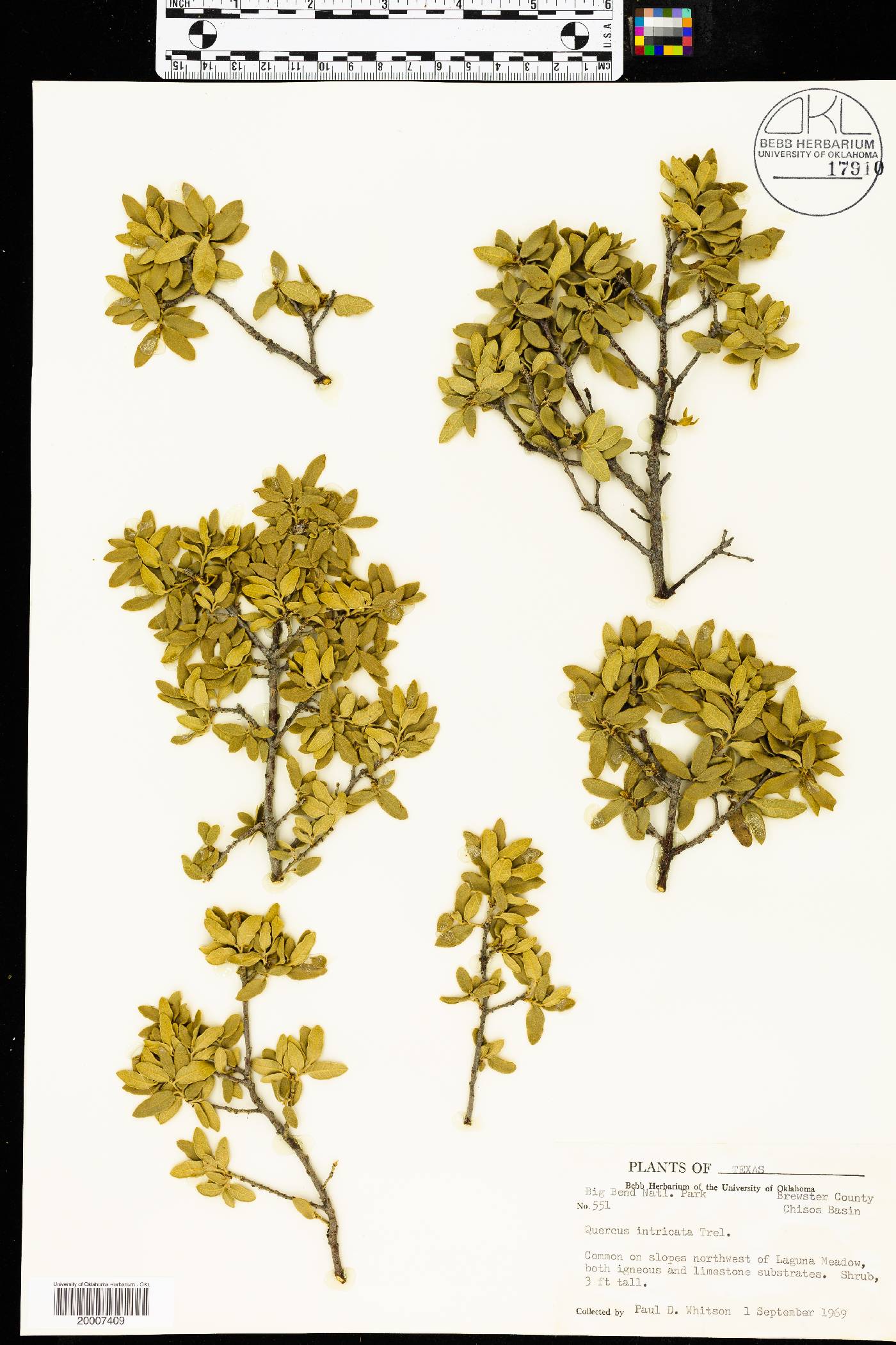 Quercus intricata image