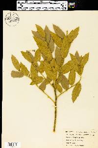 Quercus oblongifolia image