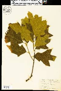 Quercus laurifolia image