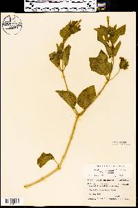 Mirabilis multiflora image