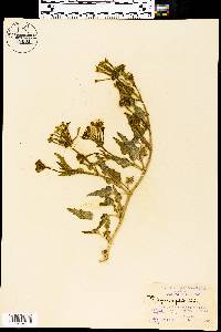 Nyctaginia capitata image