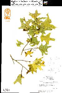 Quercus palustris image