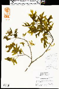 Quercus texana image