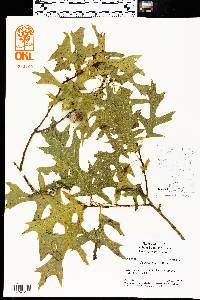 Quercus texana image