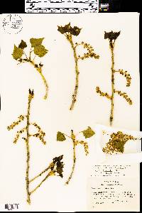 Populus fremontii subsp. mesetae image