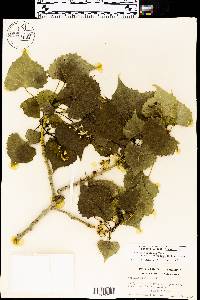 Populus deltoides subsp. monilifera image