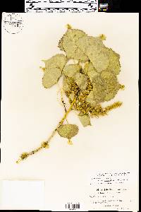 Populus deltoides subsp. monilifera image