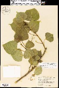 Populus deltoides subsp. deltoides image