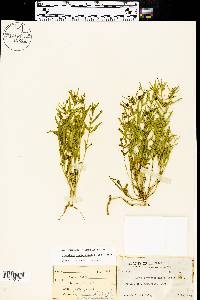 Hybanthus verticillatus image