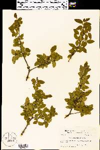 Ulmus crassifolia image