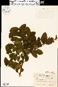 Ulmus crassifolia image