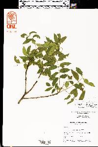 Zanthoxylum hirsutum image