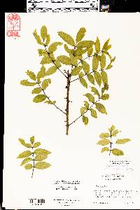 Zanthoxylum clava-herculis image