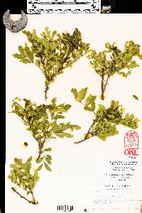 Zanthoxylum clava-herculis image