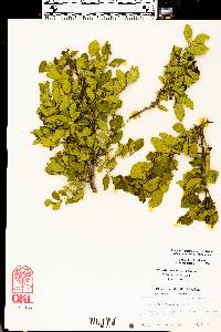 Zanthoxylum clava-herculis image