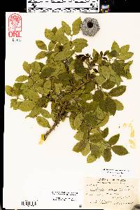 Zanthoxylum hirsutum image