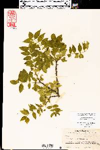 Zanthoxylum clava-herculis image