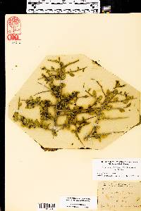 Sarcomphalus obtusifolius var. obtusifolius image