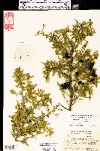 Sarcomphalus obtusifolius var. obtusifolius image