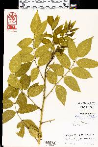 Zanthoxylum clava-herculis image