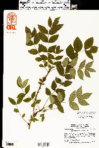 Zanthoxylum americanum image