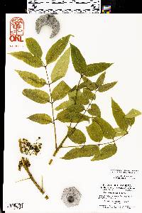 Zanthoxylum clava-herculis image